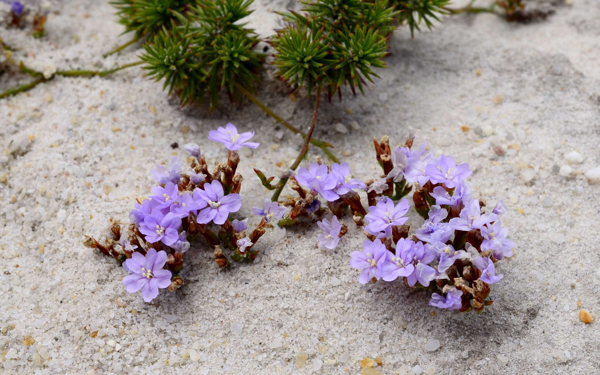 Image of Limonium kraussianum (Buchinger ex Boiss.) Kuntze