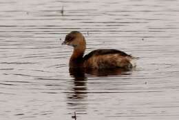 Image of Pied-billed Grebe