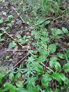 Image of Bedstraw