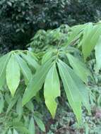 Image of Common forest ochna