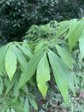 Image of Common forest ochna