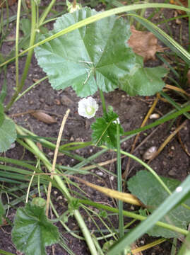 Image of common mallow