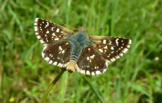 Image of red underwing skipper