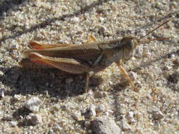 Слика од Melanoplus foedus foedus Scudder & S. H. 1878