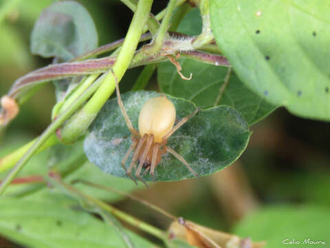 Image of Yellow Sac Spider