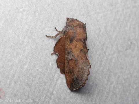 Image of Small Lappet Moth