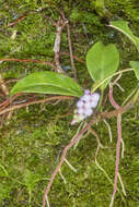 Image of Anthurium scandens subsp. scandens
