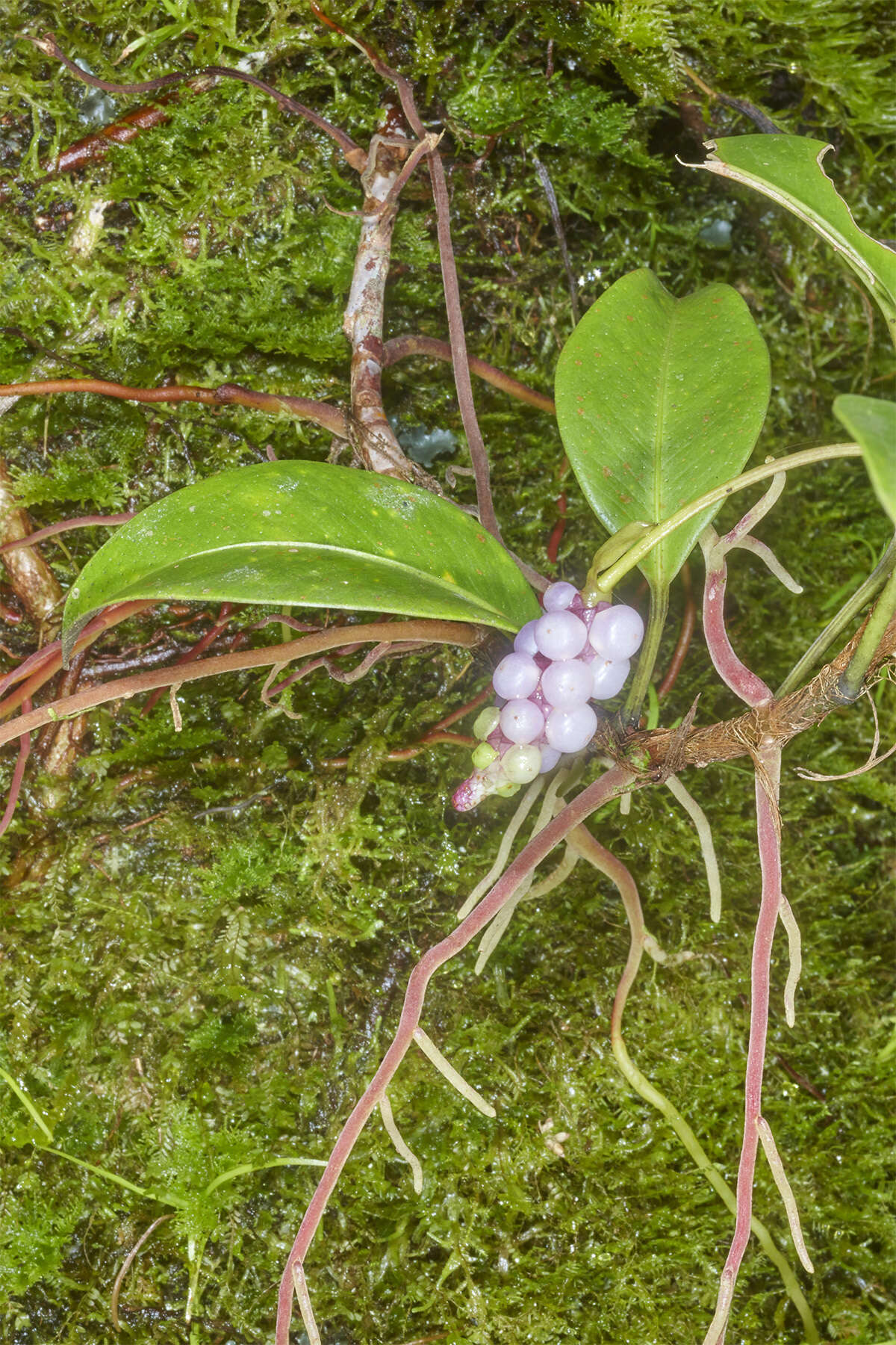 Image of Anthurium scandens subsp. scandens