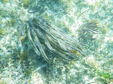 Image of angular sea whip