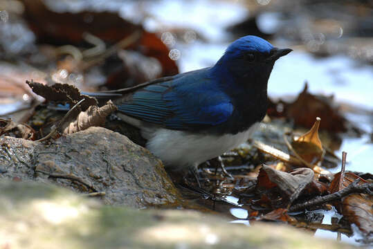 Image of Cyanoptila Blyth 1847