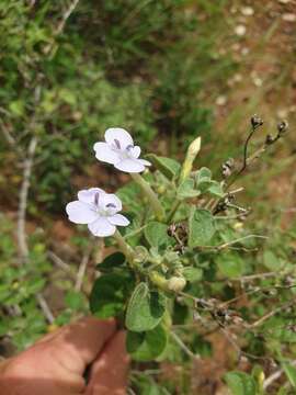 Image of Barleria heterotricha Lindau