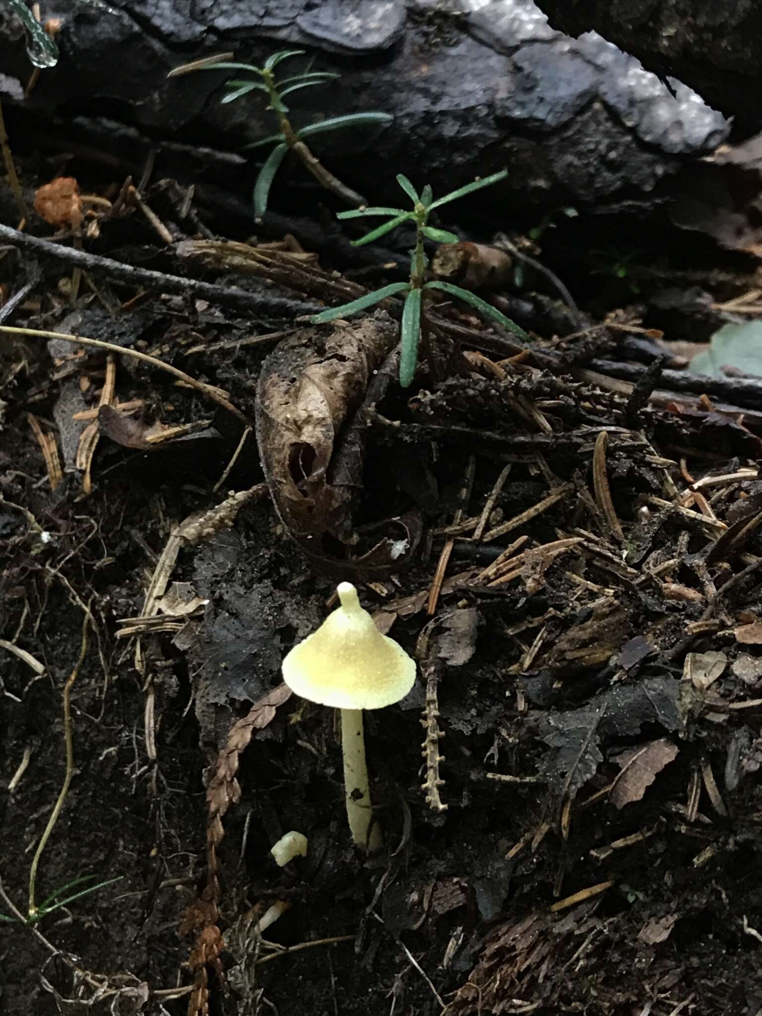 Слика од Entoloma murrayi (Berk. & M. A. Curtis) Sacc. 1899