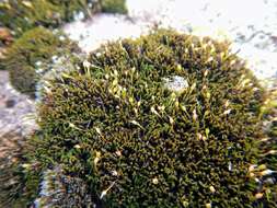 Image of onecolor dry rock moss