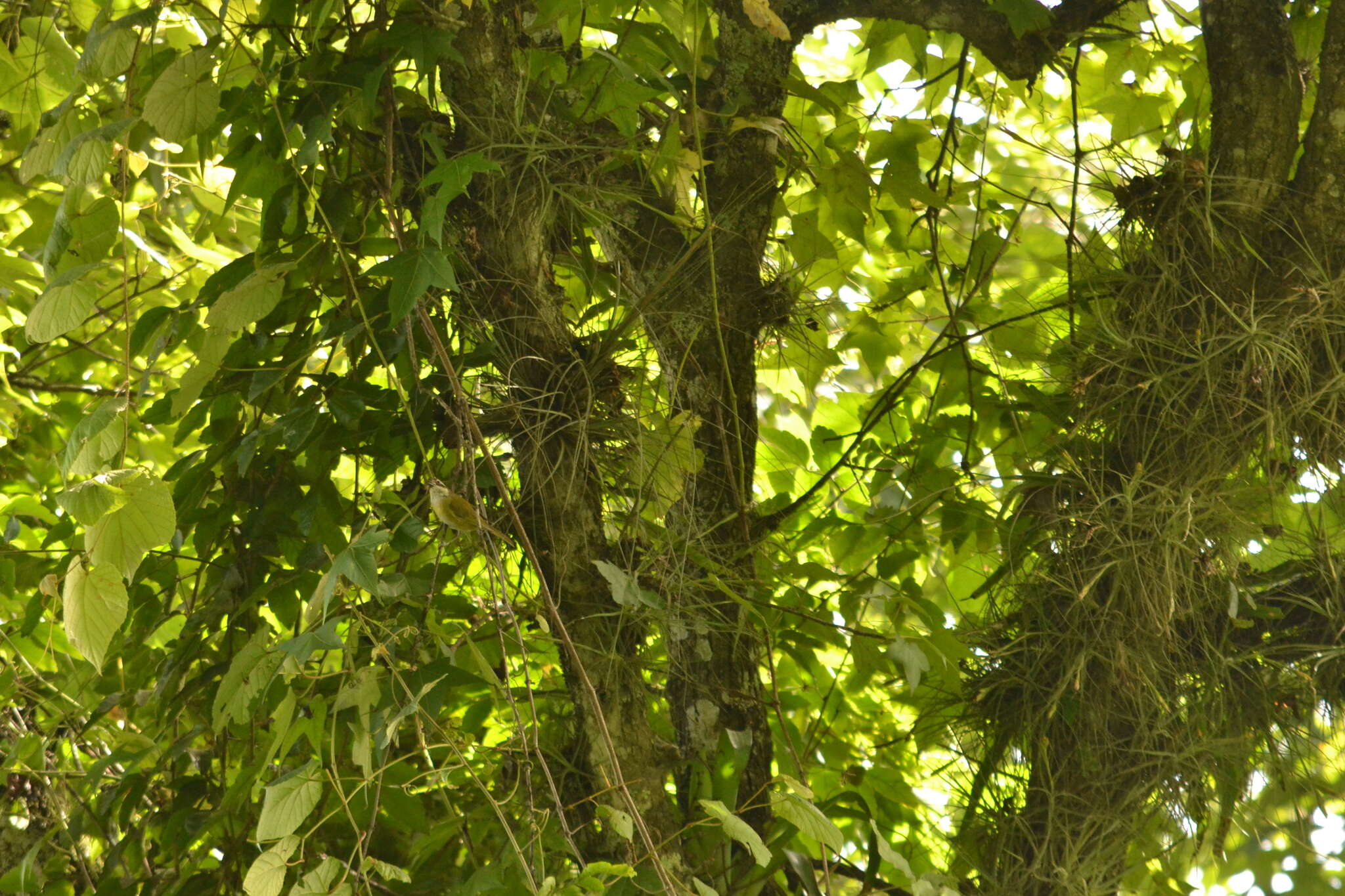 Image of Common Bush Tanager