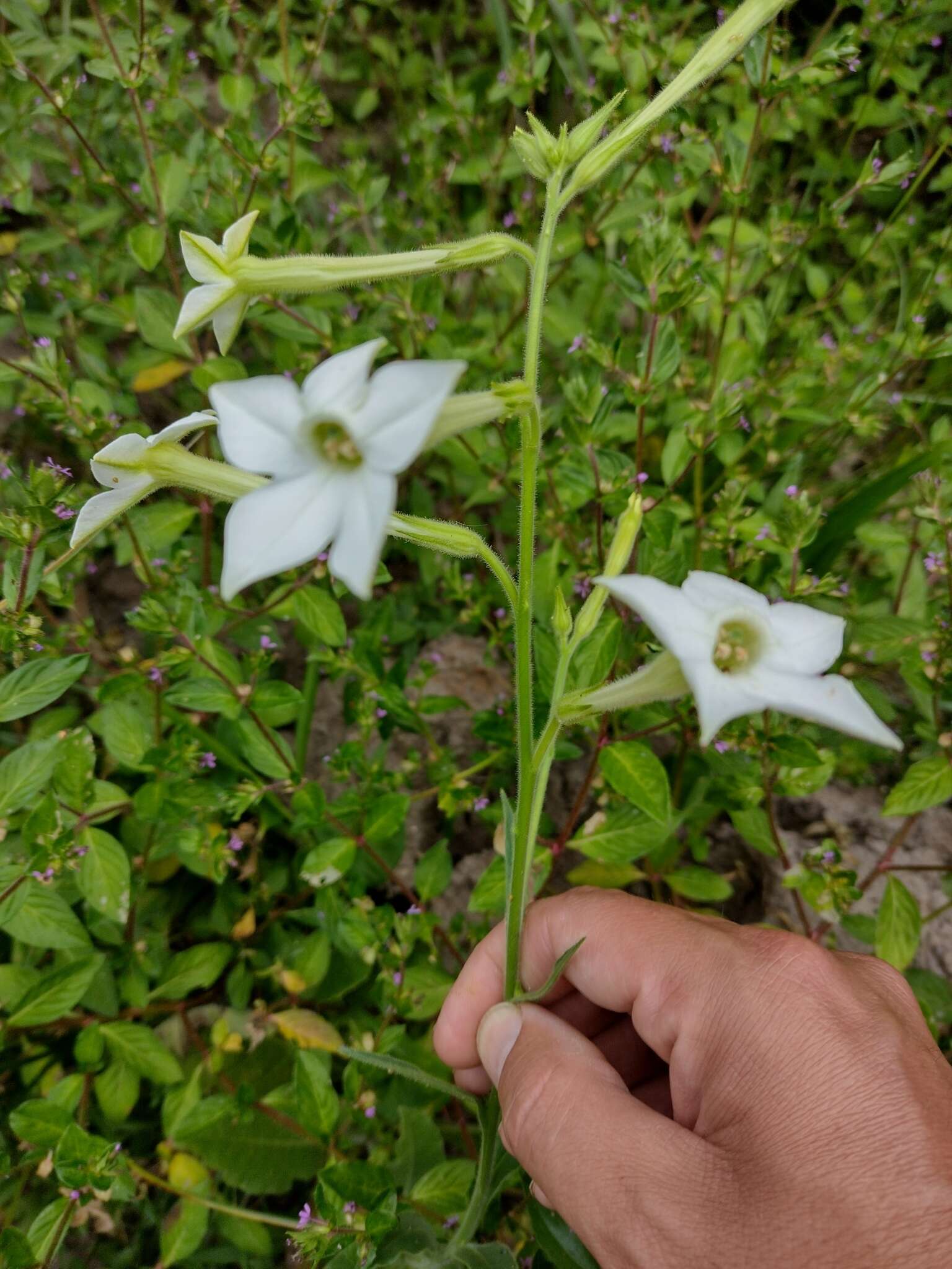 Image of jasmine tobacco