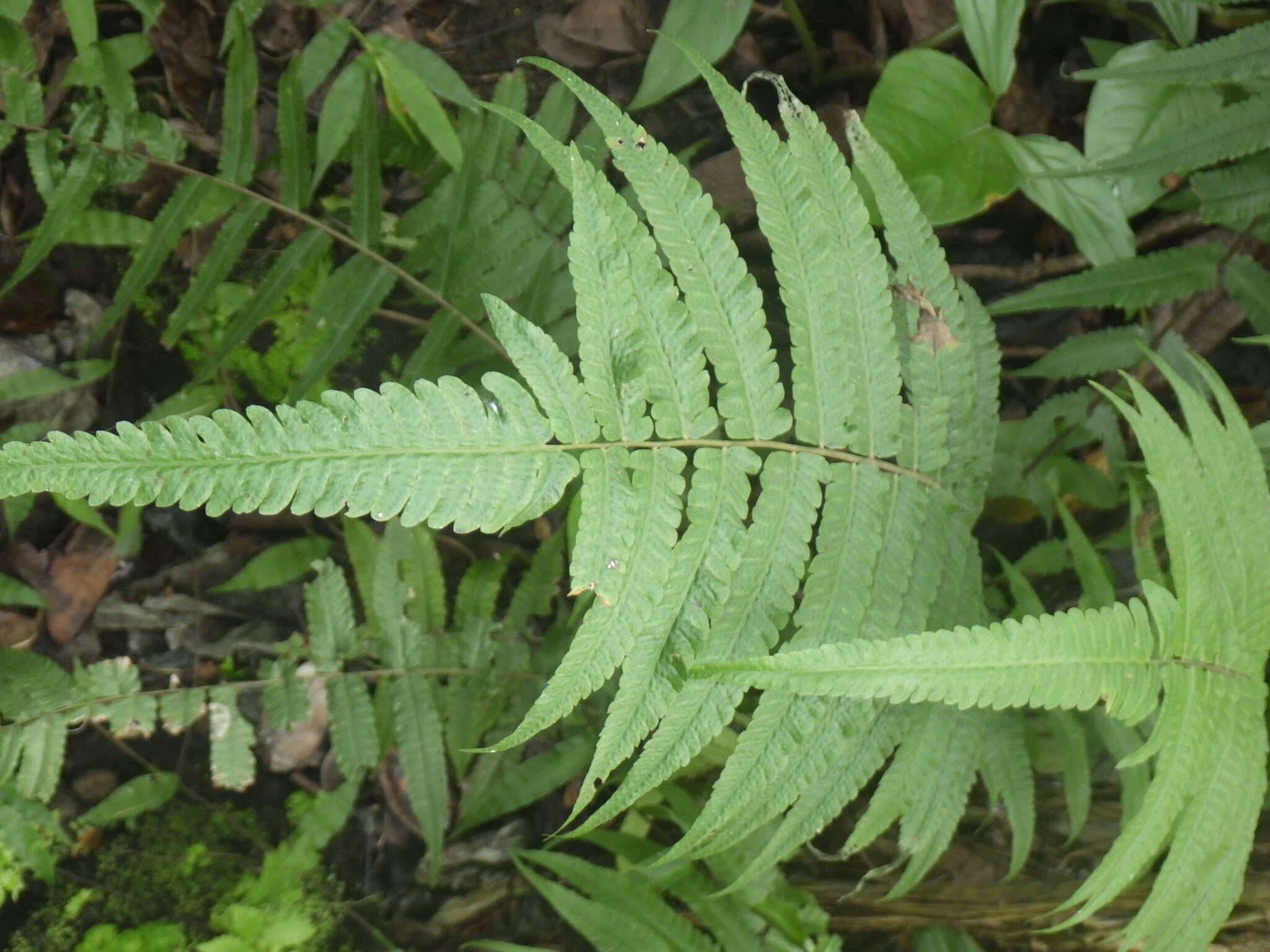 Image of Parasitic Waterfall Fern