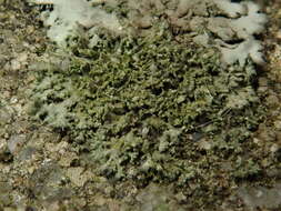 Image of wreath lichen