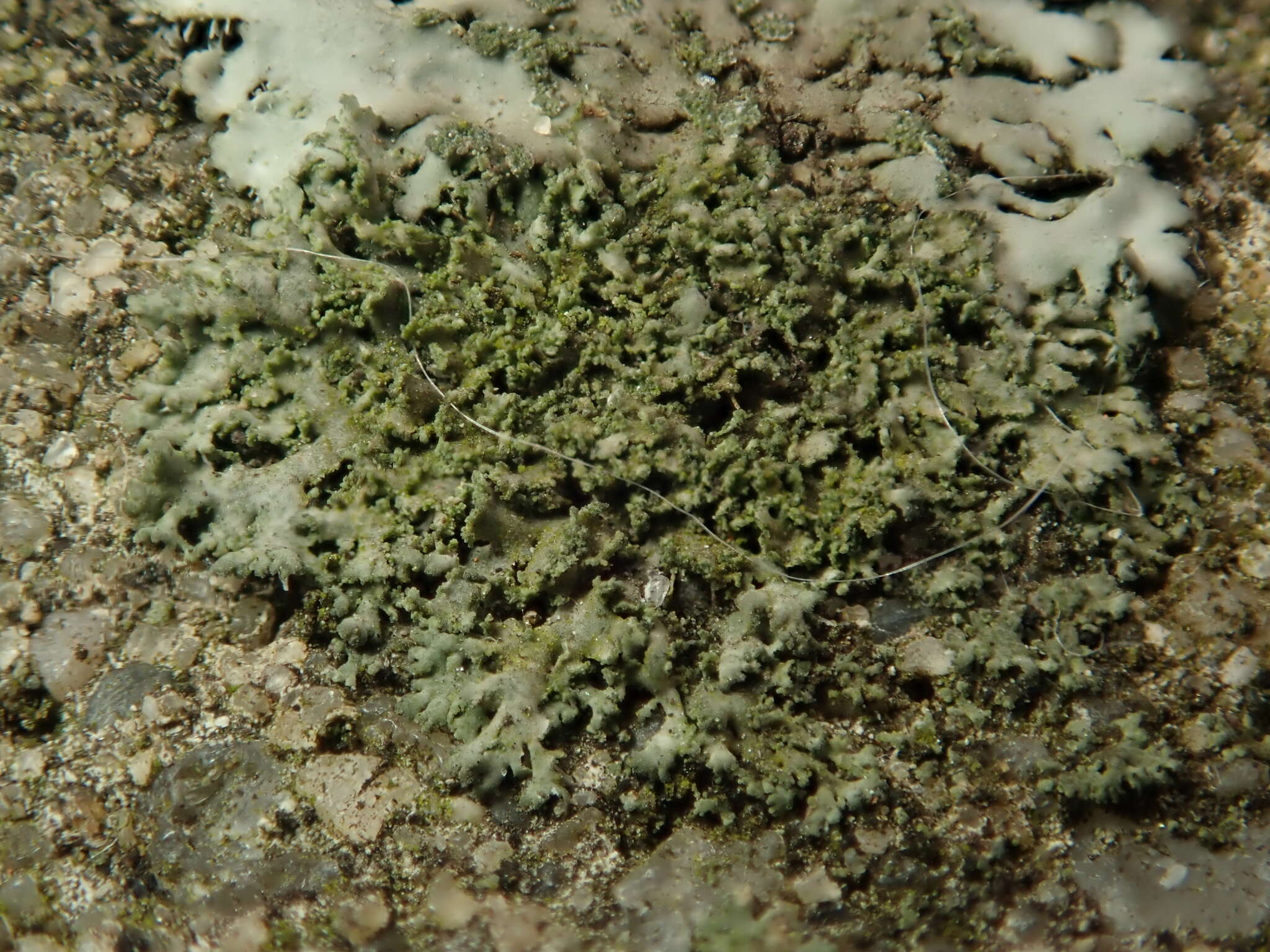 Image of wreath lichen