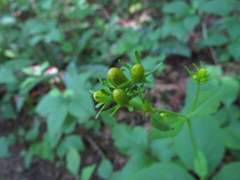 Image of broadleaf tickseed