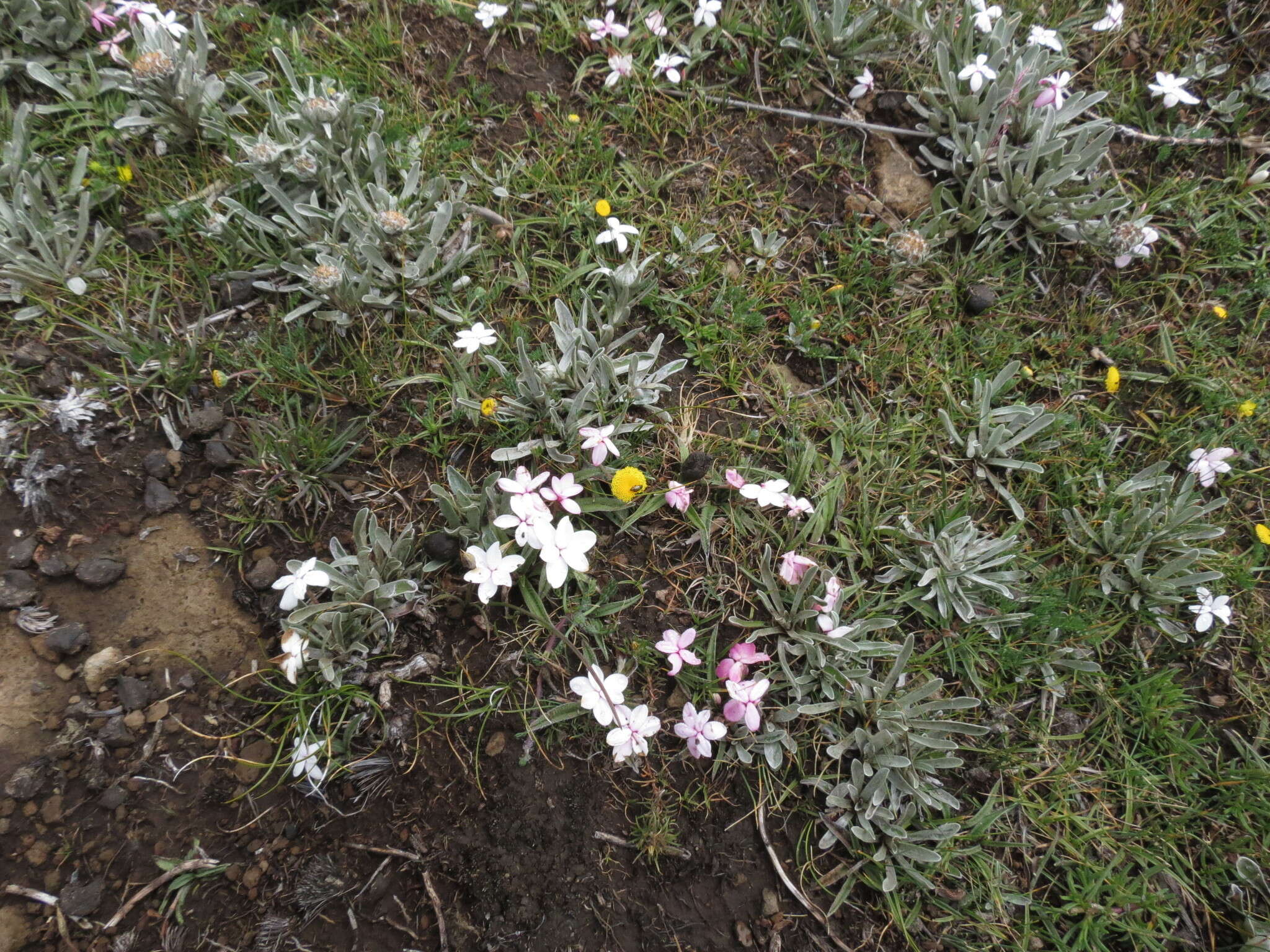 Image of Rhodohypoxis