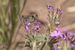 Image of Python Skipper