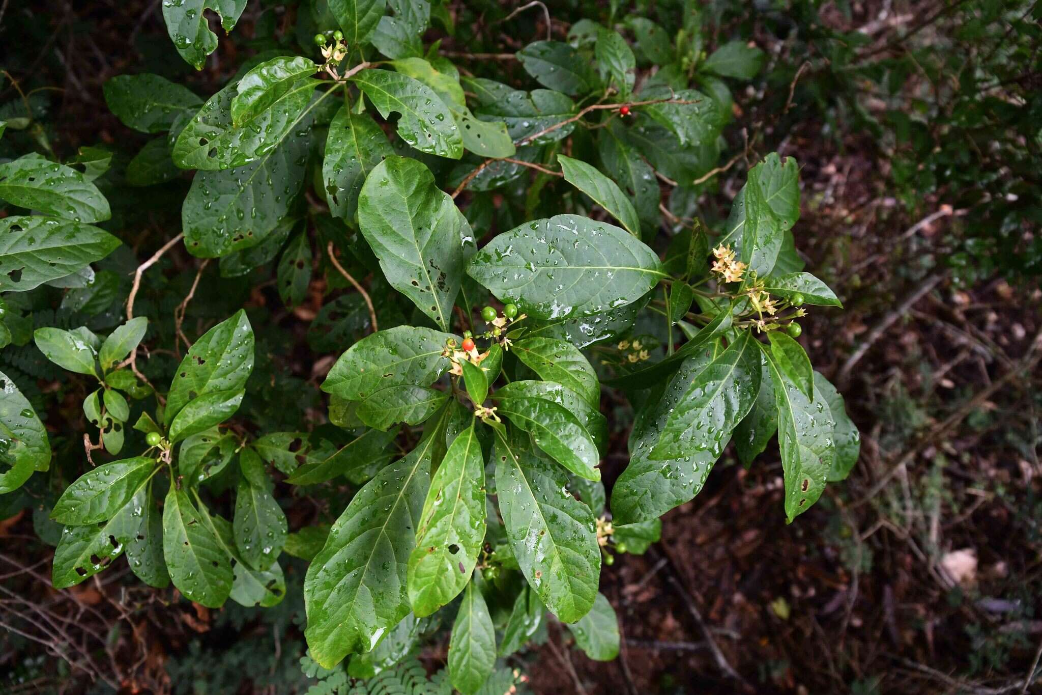 Image de Solanum goetzei Damm.