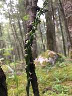 Image of green medusa orchid