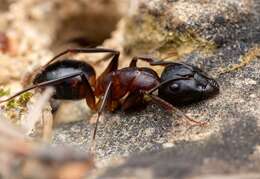 Imagem de Camponotus pilicornis (Roger 1859)