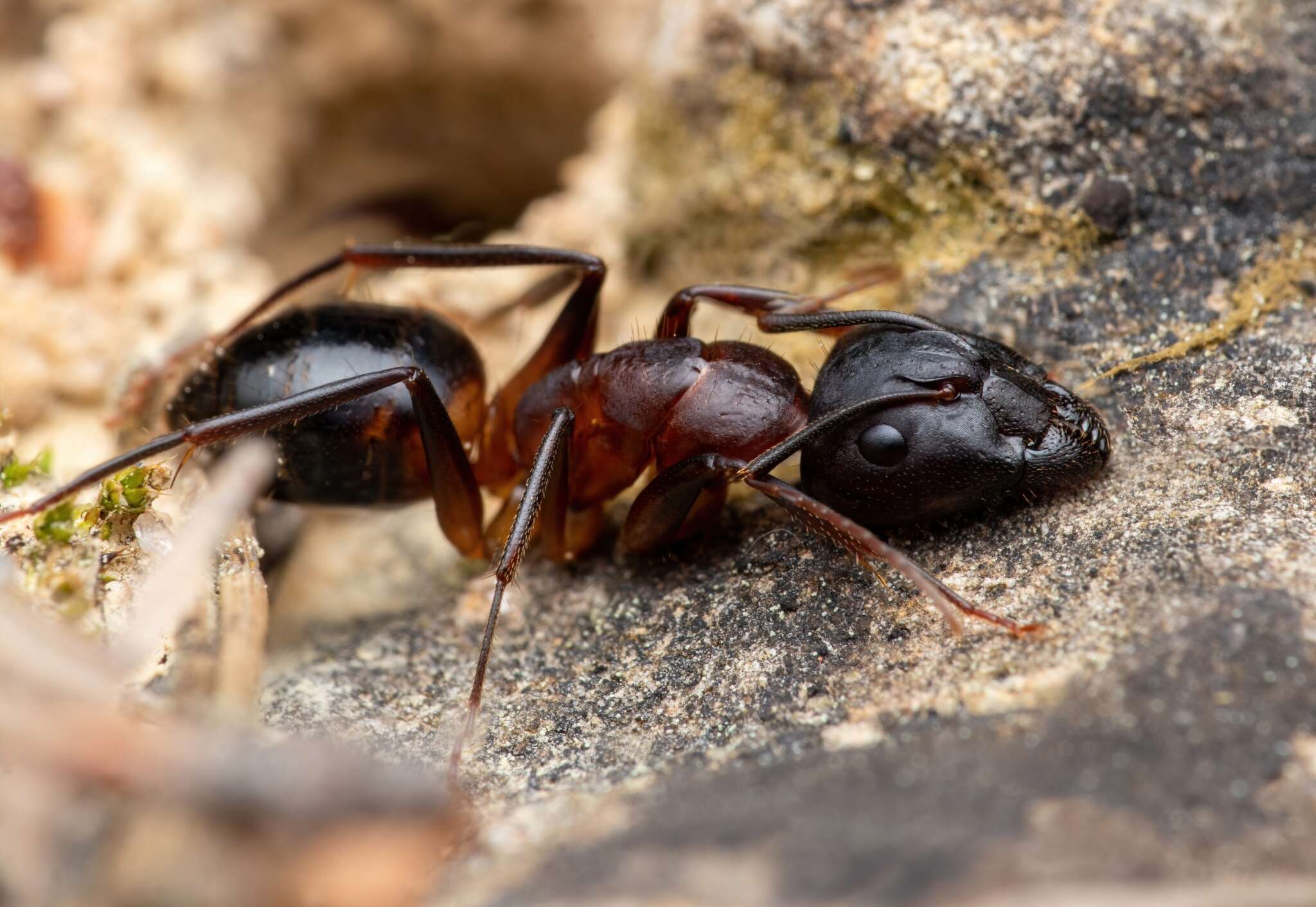 Imagem de Camponotus pilicornis (Roger 1859)