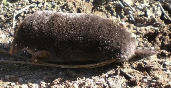 Image of Iberian Mole