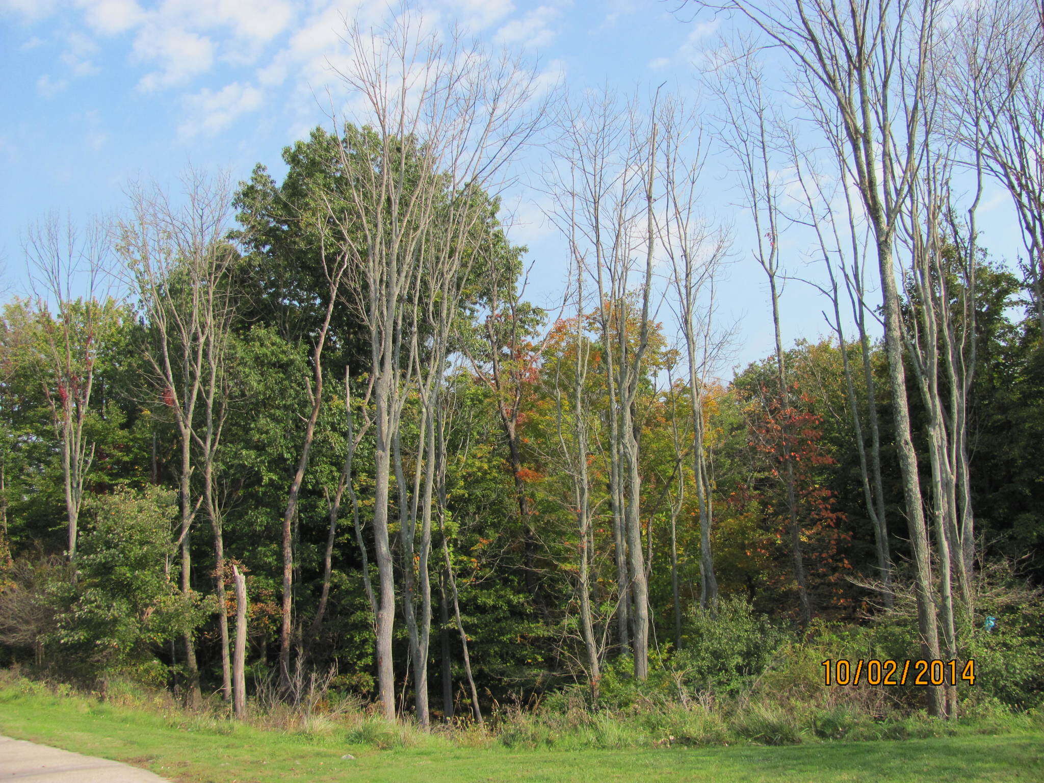 Image of Fraxinus pennsylvanica var. pennsylvanica