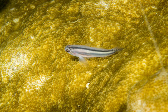 Image of Head and tailspotted coralgoby