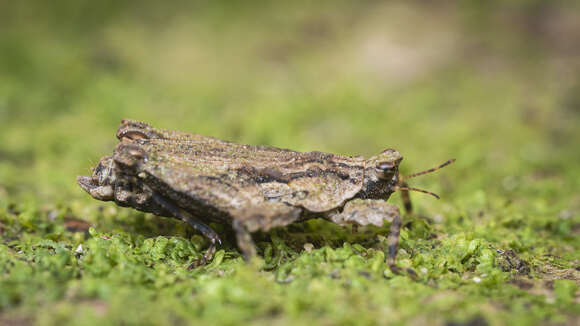 Image of Eurymorphopus bolivariensis Tumbrinck 2014