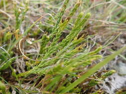 Image of savinleaf groundpine