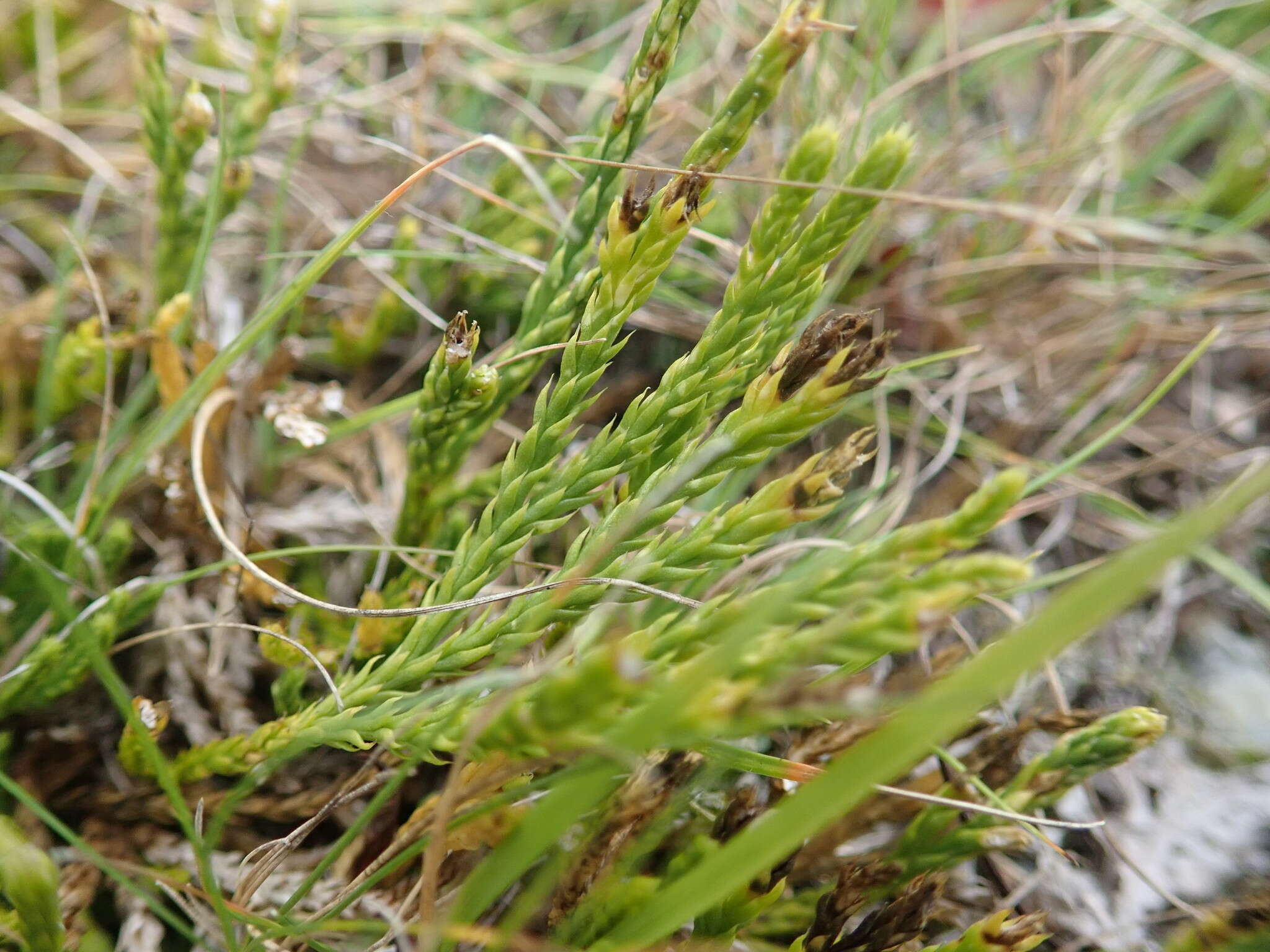 Imagem de Diphasiastrum sabinifolium (Willd.) Holub