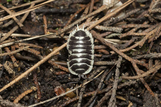 Image of Porcellio flavomarginatus Lucas 1853