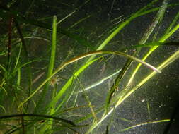 Image of Straightnose Pipefish