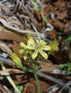 Sivun Triteleia ixioides subsp. anilina (Greene) L. W. Lenz kuva