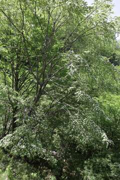 Imagem de Prunus maximowiczii Rupr.