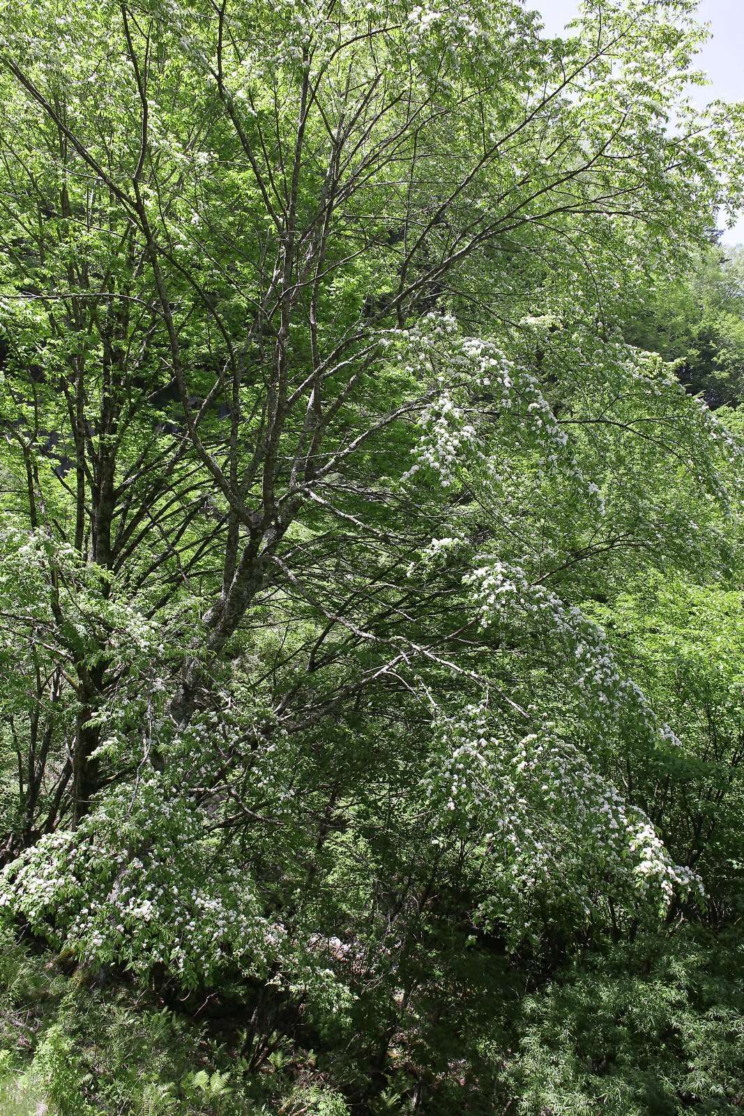 Слика од Prunus maximowiczii Rupr.