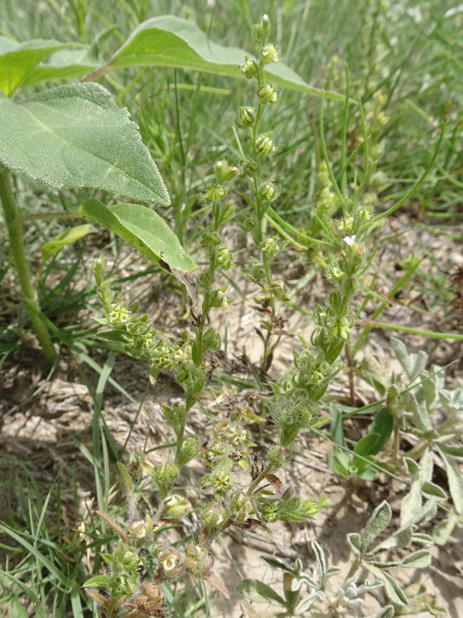 Lappula occidentalis var. cupulata (A. Gray) Higgins resmi