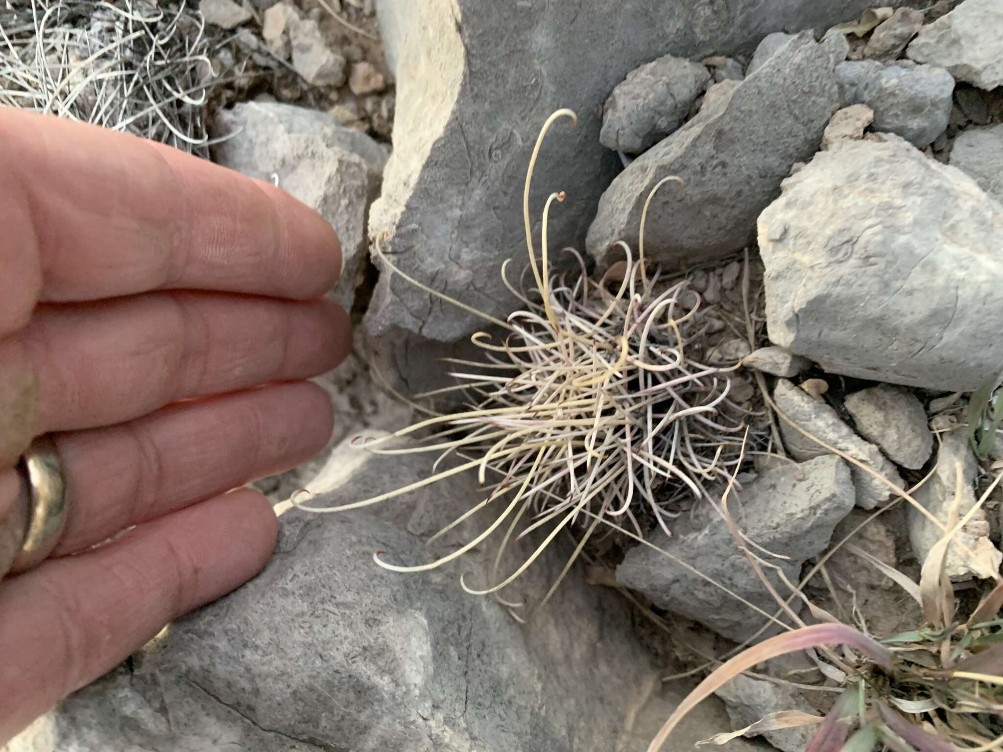 Image of Chihuahuan fishhook cactus