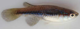 Image of Blackstripe lampeye