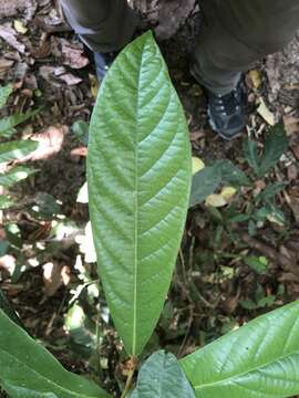 Imagem de Cryptocarya murrayi F. Müll.