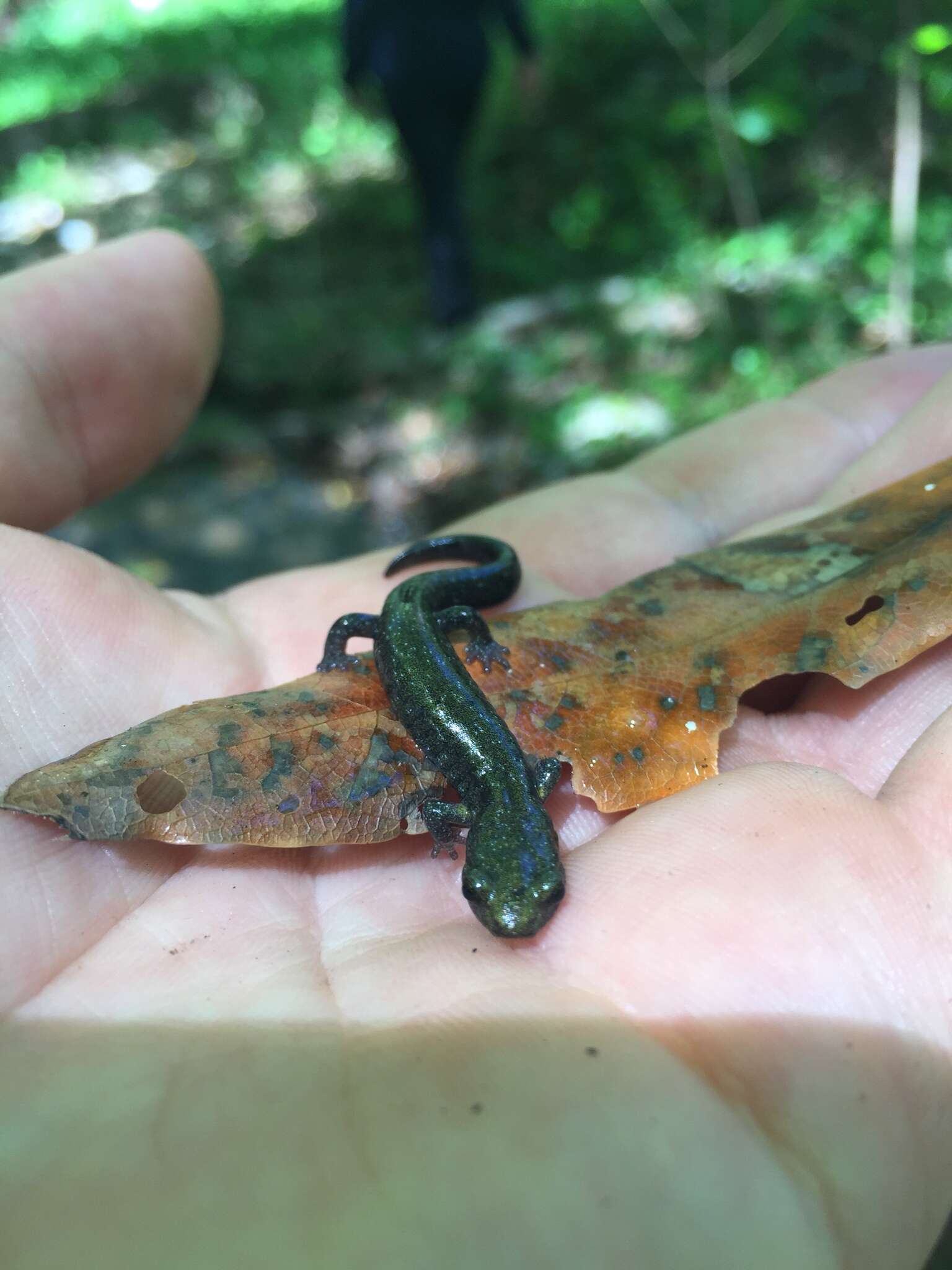 Image of Santa Cruz Black Salamander