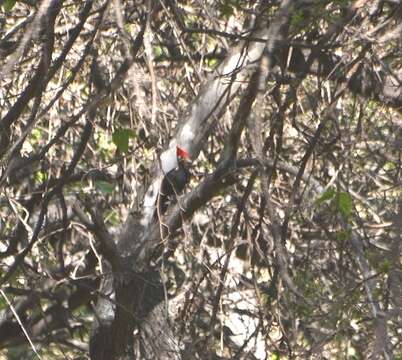 Image of Black-bodied Woodpecker