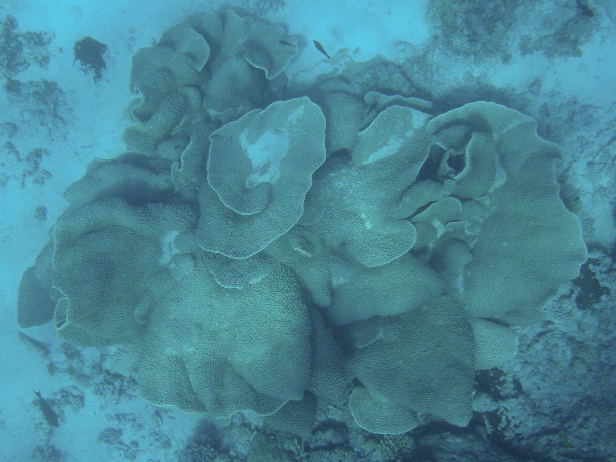 Image of Pagoda coral