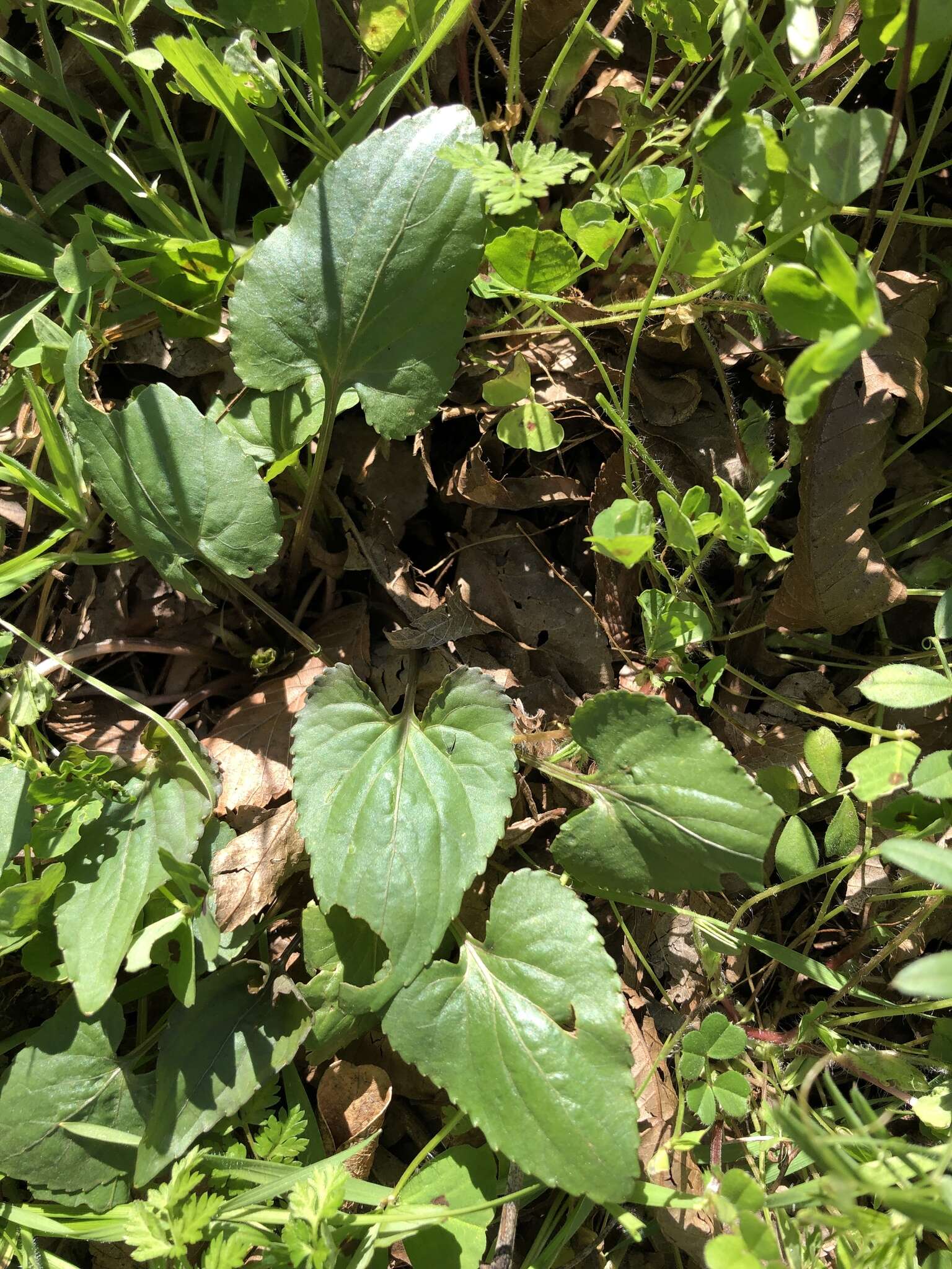 Image of Langlois' Violet