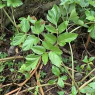 Image of Angelica hirsutiflora Liu, C. Y. Chao & Chuang