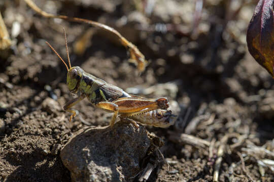 Melanoplus saltator Scudder & S. H. 1897的圖片